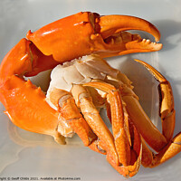 Buy canvas prints of Giant Mud Crab nipper closeup Cleaned then Cooked. by Geoff Childs