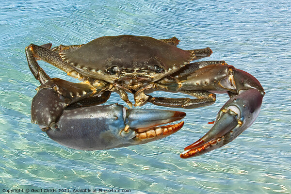 Live Australian Giant Mud Crab closeup. Picture Board by Geoff Childs