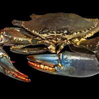 Buy canvas prints of Live Australian Giant Mud Crab closeup. by Geoff Childs