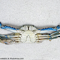 Buy canvas prints of Colourful Live male Blue Swimmer Crab. Underbelly view. by Geoff Childs