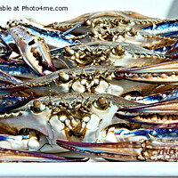 Buy canvas prints of Live Blue SWimmer Crab. Ready for the cooking pot. by Geoff Childs