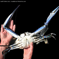 Buy canvas prints of Colourful Live Blue Swimmer Crab. Isolated on black. by Geoff Childs