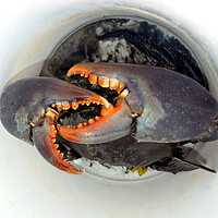 Buy canvas prints of Aggressive live Australian Giant Mud Crab in a buc by Geoff Childs