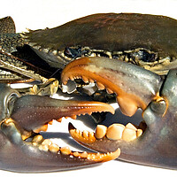Buy canvas prints of Dangerous live Australian Giant Mud Crab closeup. by Geoff Childs