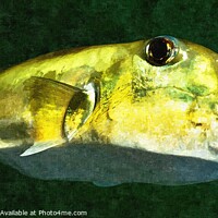 Buy canvas prints of Green Toad Fish . Colourful abstract wall art image. by Geoff Childs