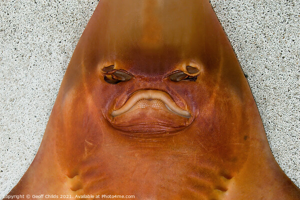  Monster from the deep. Unusual closeup head shot.  Picture Board by Geoff Childs