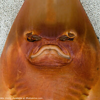 Buy canvas prints of  Monster from the deep. Unusual closeup head shot.  by Geoff Childs