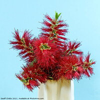 Buy canvas prints of Red Bottlebrush flowering plant in a vase.  by Geoff Childs