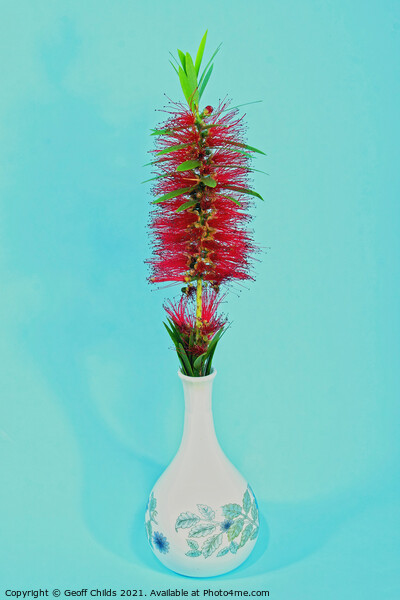 Single Red Bottlebrush flower in a decorative white vase.  Picture Board by Geoff Childs