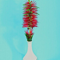 Buy canvas prints of Single Red Bottlebrush flower in a decorative white vase.  by Geoff Childs