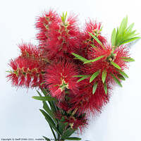 Buy canvas prints of Isolated Bouquet of Red Bottlebrush flowering plant, Callistamon by Geoff Childs