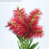Buy canvas prints of Isolated Bouquet of Red Bottlebrush flowers on white. by Geoff Childs
