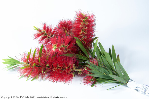 Isolated Bouquet of Red Bottlebrush flowers. Picture Board by Geoff Childs
