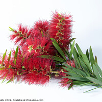 Buy canvas prints of Isolated Bouquet of Red Bottlebrush flowers. by Geoff Childs