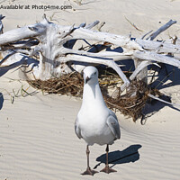 Buy canvas prints of Silver Gull and Driftwood. West Coast beach Fraser Island. by Geoff Childs