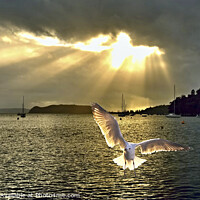 Buy canvas prints of Seagull at Sunrise with Crepuscular Rays. by Geoff Childs