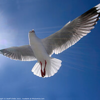 Buy canvas prints of Beautiful healthy Australian white Seagull, Silver by Geoff Childs
