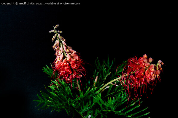 Two colourful Red Grevillea blooms up close isolat Picture Board by Geoff Childs