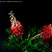 Buy canvas prints of Two colourful Red Grevillea blooms up close isolat by Geoff Childs