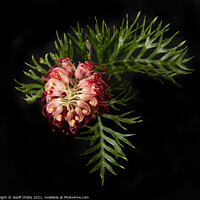 Buy canvas prints of A single colourful Red Grevillea blooms up close v by Geoff Childs