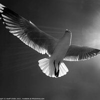 Buy canvas prints of Beautiful healthy Australian white Seagull, Silver Gull, flying  by Geoff Childs