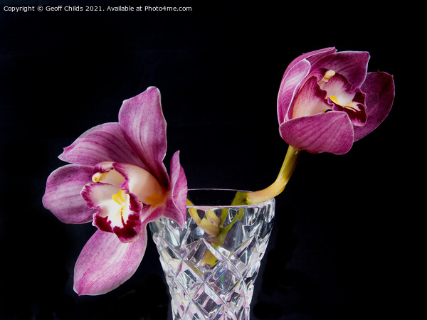  Pretty Purple pink Cymbidium Orchid in a Vase on  Picture Board by Geoff Childs