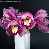 Buy canvas prints of  Pretty purple Cymbidium Orchid in a Vase on black by Geoff Childs