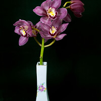 Buy canvas prints of  Pretty purple Cymbidium Orchid in a Vase on black by Geoff Childs