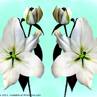 Buy canvas prints of Super large majestic White Madonna Lily Duo. by Geoff Childs