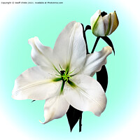Buy canvas prints of The beautiful magestic White Madonna Lily. by Geoff Childs