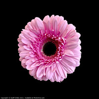 Buy canvas prints of Pretty Pink Gerbera Daisy on black. by Geoff Childs