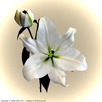 Buy canvas prints of The beautiful majestic White Madonna Lily. by Geoff Childs