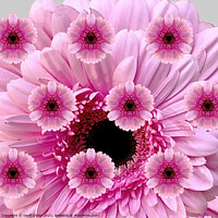 Buy canvas prints of Pretty photographic composition display of Pink Gerbera Daisies. by Geoff Childs