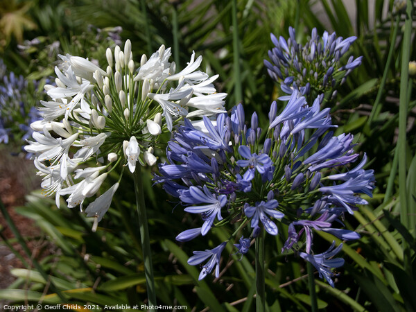 White and lavender Agapanthus Blossoms. Picture Board by Geoff Childs