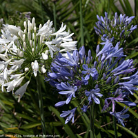 Buy canvas prints of White and lavender Agapanthus Blossoms. by Geoff Childs