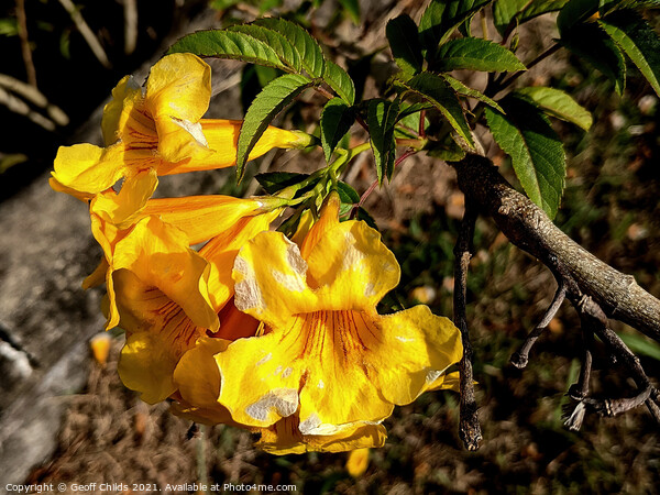Colourful closeup of Yellow Bells Bush flower blooms. Picture Board by Geoff Childs