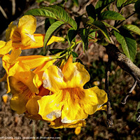Buy canvas prints of Colourful closeup of Yellow Bells Bush flower blooms. by Geoff Childs