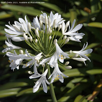 Buy canvas prints of White Agapanthus Blossom in a Garden  by Geoff Childs