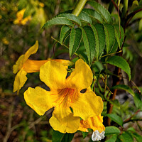 Buy canvas prints of  Yellow Bells Bush flower blooms. by Geoff Childs