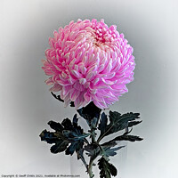 Buy canvas prints of Pretty  Pink Chrysanthemum Flower. by Geoff Childs