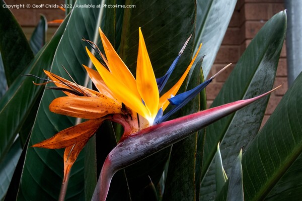 Colourful Bird of Paradise flower closeup in a garden setting.  Picture Board by Geoff Childs