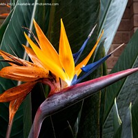 Buy canvas prints of  Colourful Bird of Paradise flower closeup in a garden setting.  by Geoff Childs