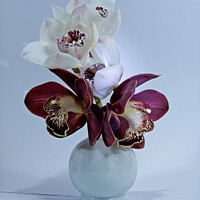 Buy canvas prints of  White and purple Cymbidium Orchids (Boat Orchids) in a white ce by Geoff Childs