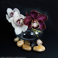 Buy canvas prints of White & purple Cymbidium orchids; (Boat Orchid) in a glass vase  by Geoff Childs