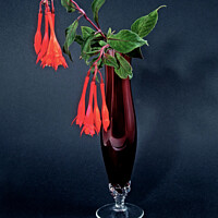 Buy canvas prints of  Red Fuchsia, onagraceae, flower in a red glass vase isolated. by Geoff Childs