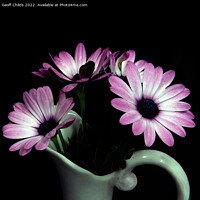 Buy canvas prints of Pink and white African Daisy flower in a vase isol by Geoff Childs