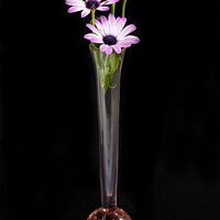 Buy canvas prints of Pink and white African Daisy flower in a vase isol by Geoff Childs