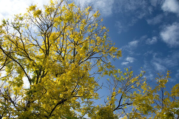 Golden sunlit Black Locust or Robenia Tree in blue sky. Picture Board by Geoff Childs