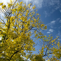 Buy canvas prints of  Golden sunlit Black Locust or Robenia Tree in blue sky. by Geoff Childs