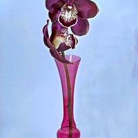 Buy canvas prints of  Purple Cymbidium Orchids (Boat Orchids) closeup in a vase. by Geoff Childs